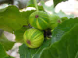 Fig tree